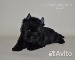 Черный йорк мальчик