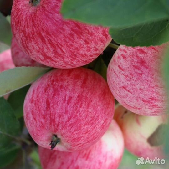 Плодовые деревья и саженцы