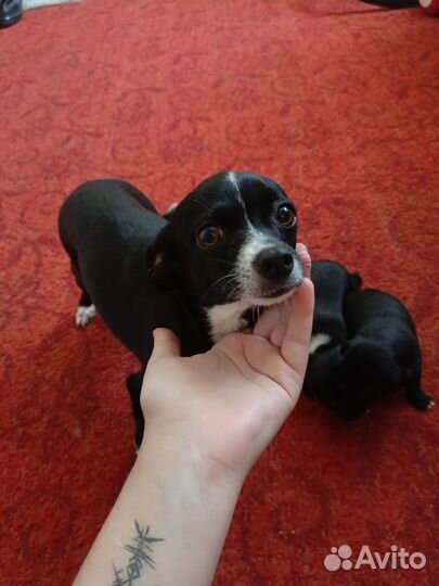 Щенки чехуахуа