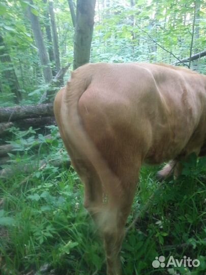 Корова(телка)