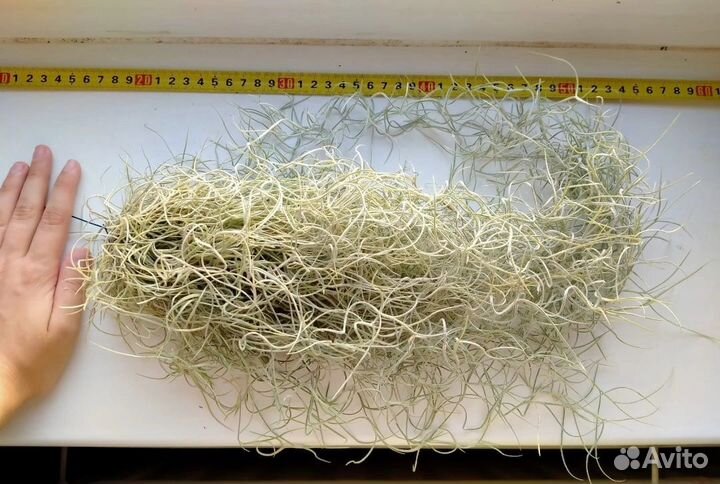 Тилландсия уснеевидная