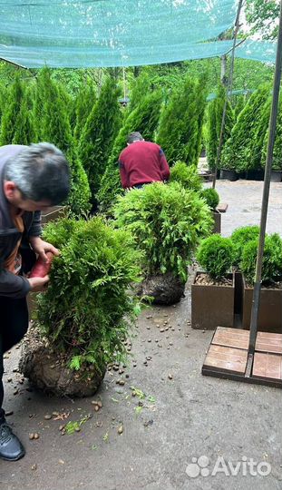 Пихта Нордмана с бесплатной доставкой