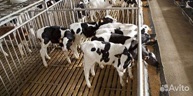 Бычки телята отборные