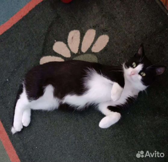 Кошечка подросток ищет дом