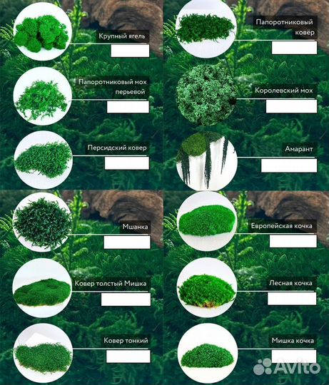 Стабилизированный мох ягель папоротник ковер