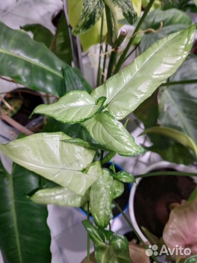 Комнатные разные