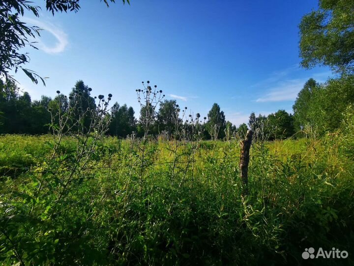 Семена мордовника шароголового