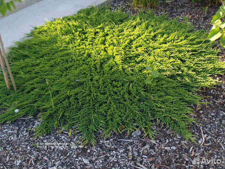 Можжевельник