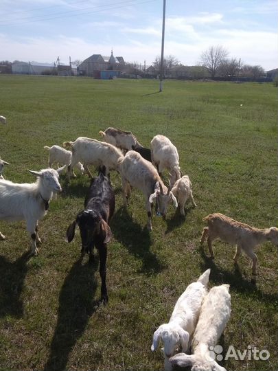 Продаются козы: молодняк, козлы