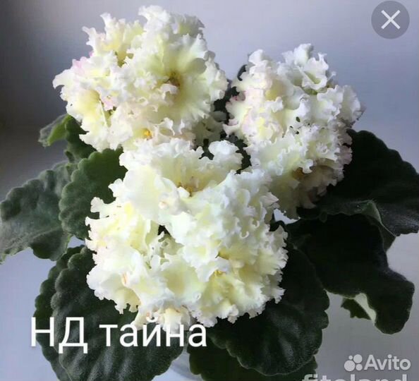 Детки сортовых фиалок