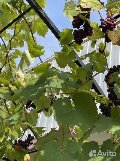 Виноград латвийский розовый для еды