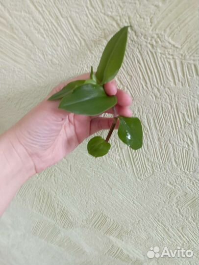 Традесканция