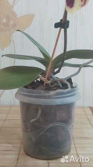 Фаленопсис OX Sponge Bob бабочка