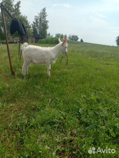 Козлята,козы