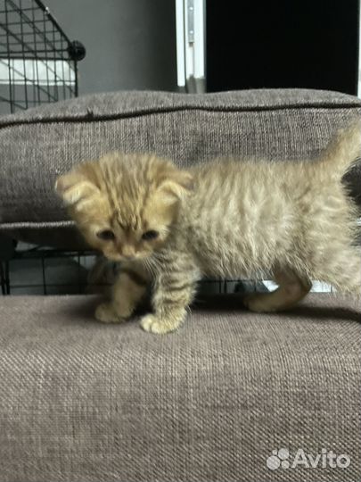 Шотладские котята