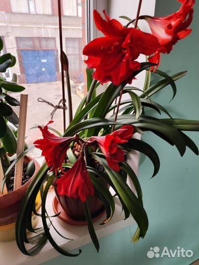 Гиппеаструм