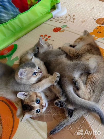 Британская кошка