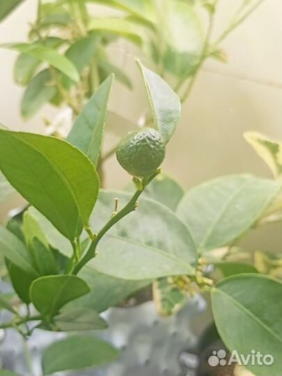 Мандарин, привитый из магазинной веточки, бэйбик