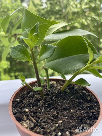 Эсхинантус