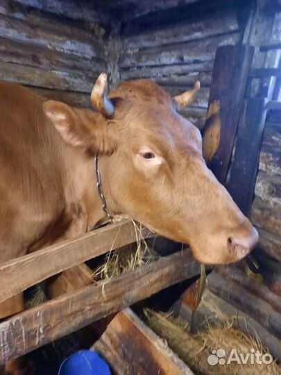 Коровы на выбор