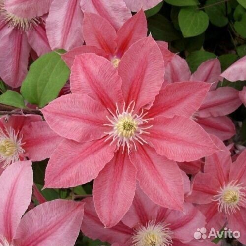 Саженцы клематиса