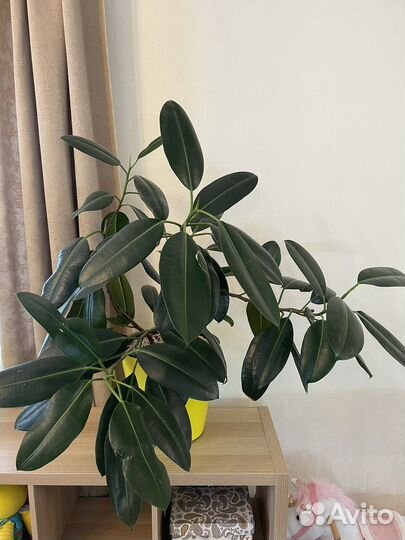 Фикус напольный