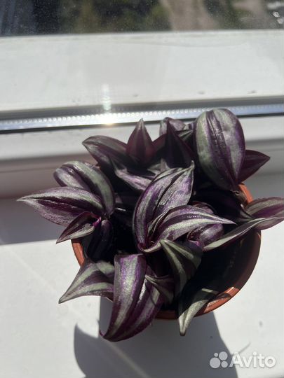 Традесканция зебрина