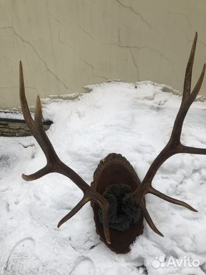 Рога изюбря