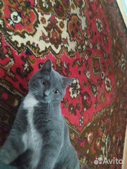 Отдам кота в добрые руки