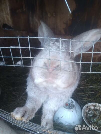 Кролики мясных пород и великаны