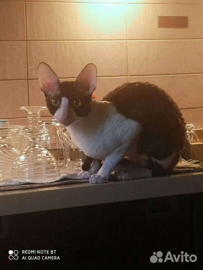 И молодой и холостой. Вязка