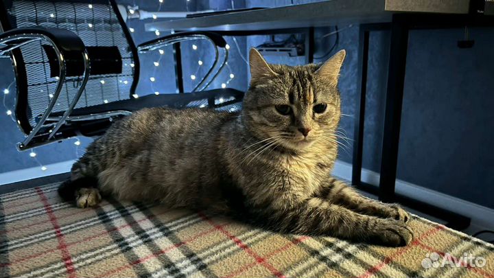 Ласковая кошка в добрые руки