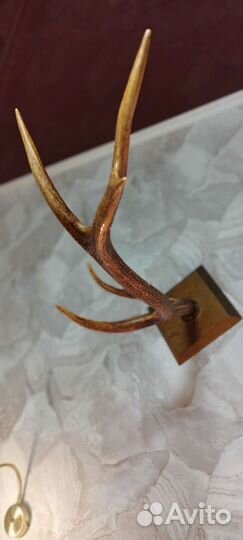 Продам рога оленя