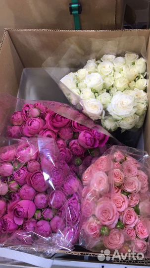 Пионовидная кустовая роза живые цветы. Доставка