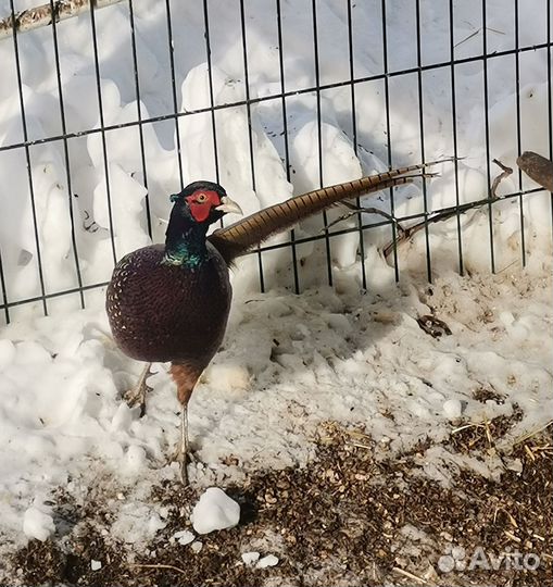 Фазан охотничий, румынский