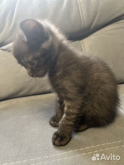 Котенок девочка в добрые руки