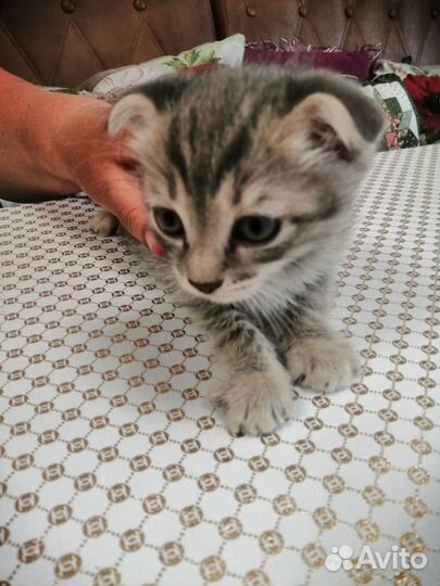 Вислоухие котята