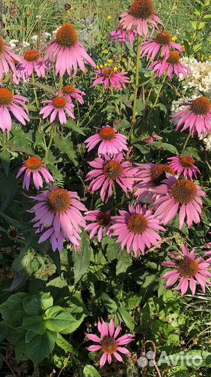 Многолетние растения