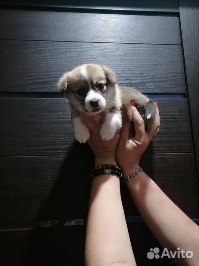 Вельш-корги пемброк девочка