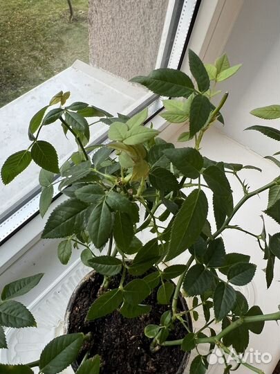 Роза кордана + горшок для пересадки