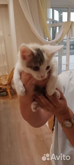 Котята в добрые руки бесплатно