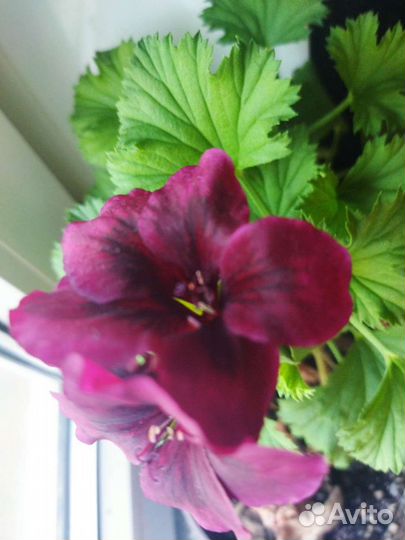 Пеларгония герань королевская