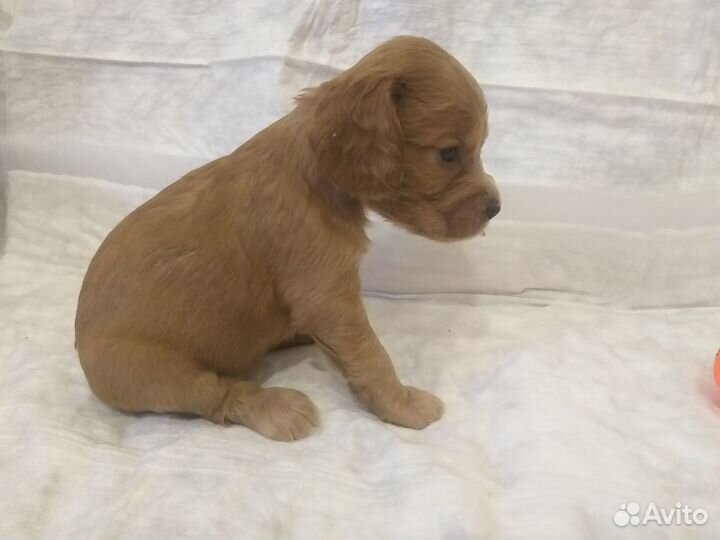 Щенки спаниеля