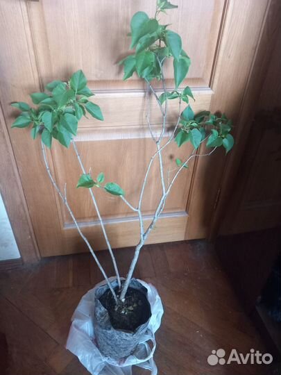 Сирень корнесобственная 