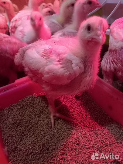 Броллеры росс308