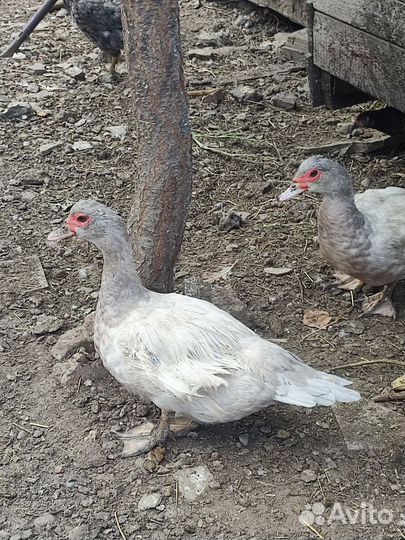 Лавандовые утки