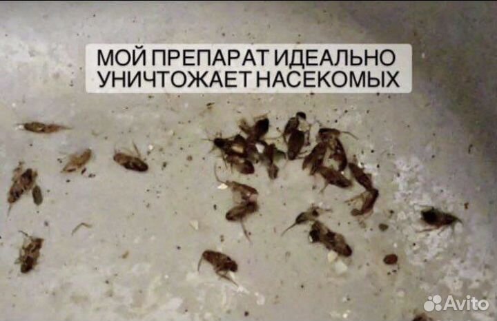 Дезинфекция от тараканов и клопов