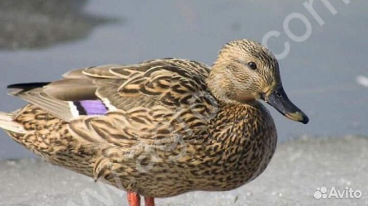 Дикая утка кряква