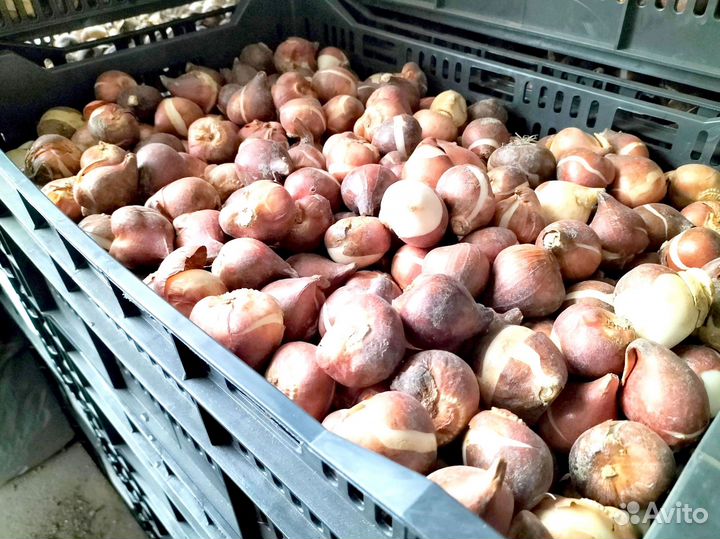 Луковицы тюльпанов микс оптом