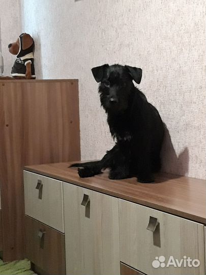 Собака